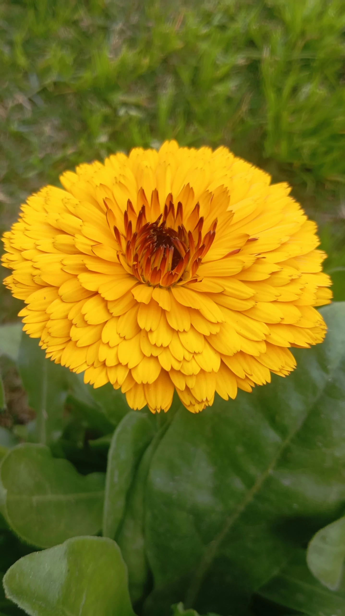 a single yellow flower is in the grass