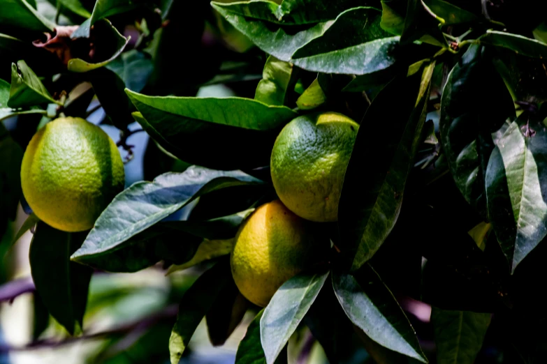 oranges are growing on trees in a tree