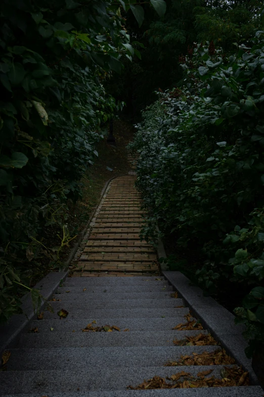 a staircase of steps in the middle of a wooded area