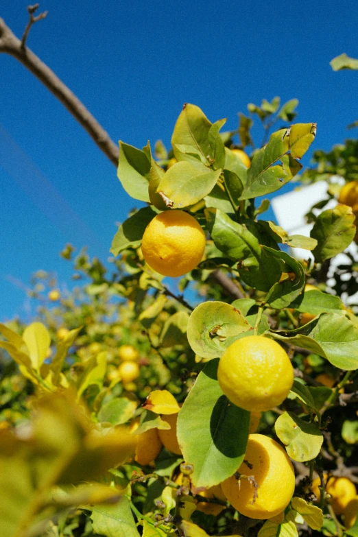 a tree with lots of leaves and small yellow fruits