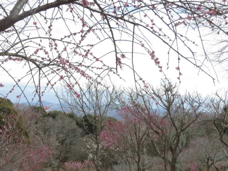 some pink flowers and some trees on the mountain