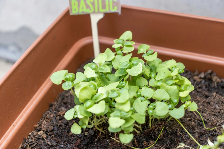 a small plant in the dirt next to a sign