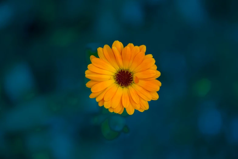 a bright orange flower on green with blue background