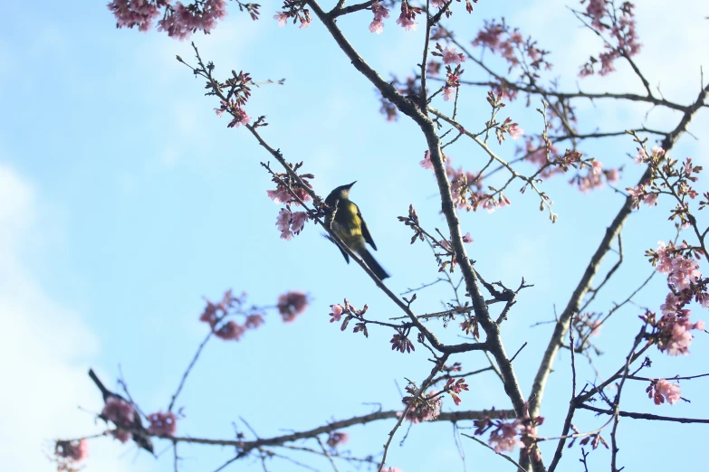 a bird sitting on top of a nch near a tree