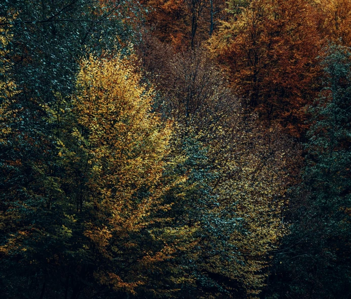 the woods with yellow and green trees
