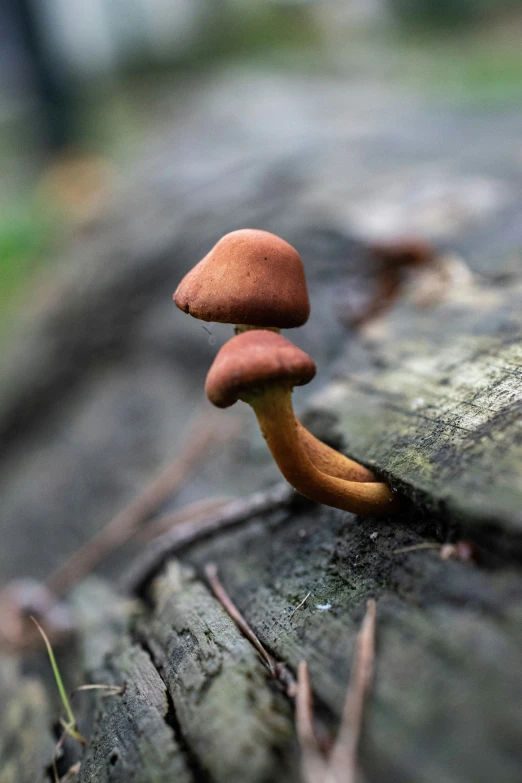 a mushroom with several brown caps sitting on top of a tree stump