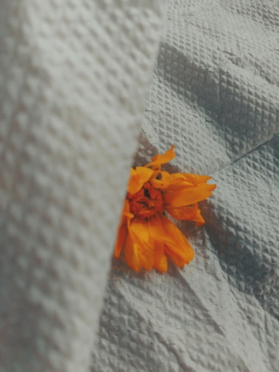 a single orange flower rests on the cloth