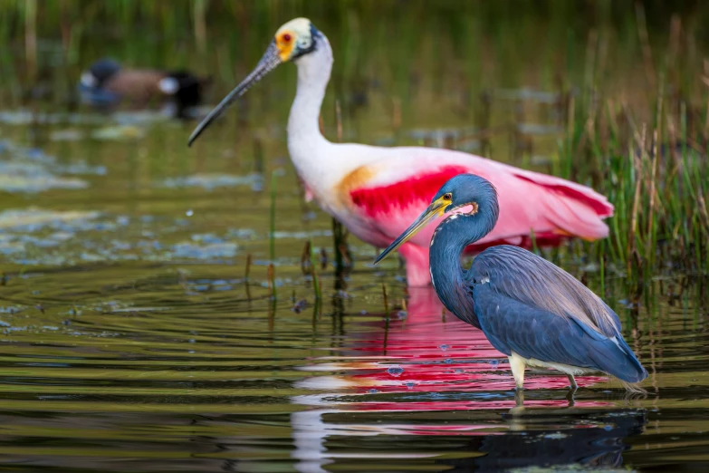 two birds are standing together in the water