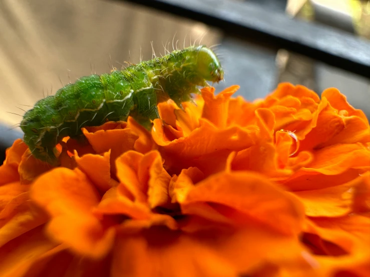 a close up of a orange flower with a small bug in the middle