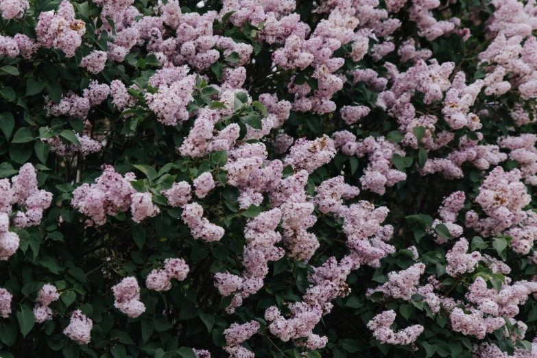 a large bush of purple lilacs next to a fence