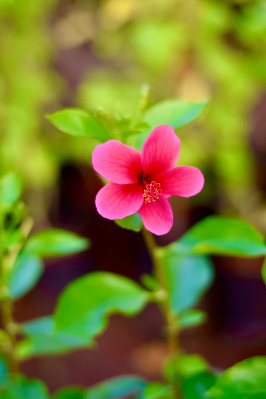 the flower is red and pink in color