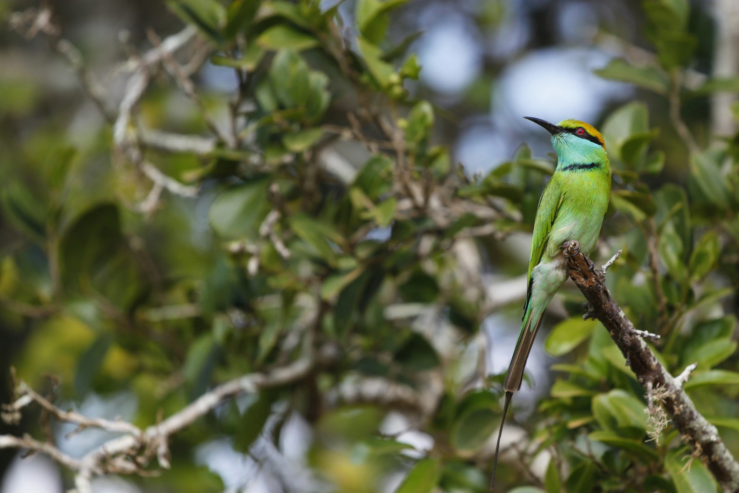 a bird sitting on top of a leaf covered tree nch