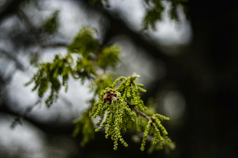 the needles of a tree, and a green tree nch