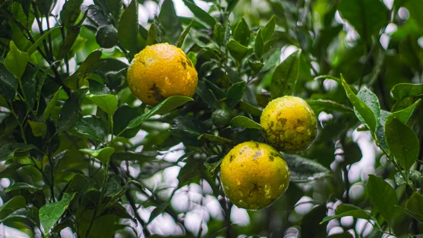 an orange tree with green fruit hanging from it's nches