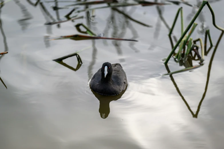 a black swan is floating in some water