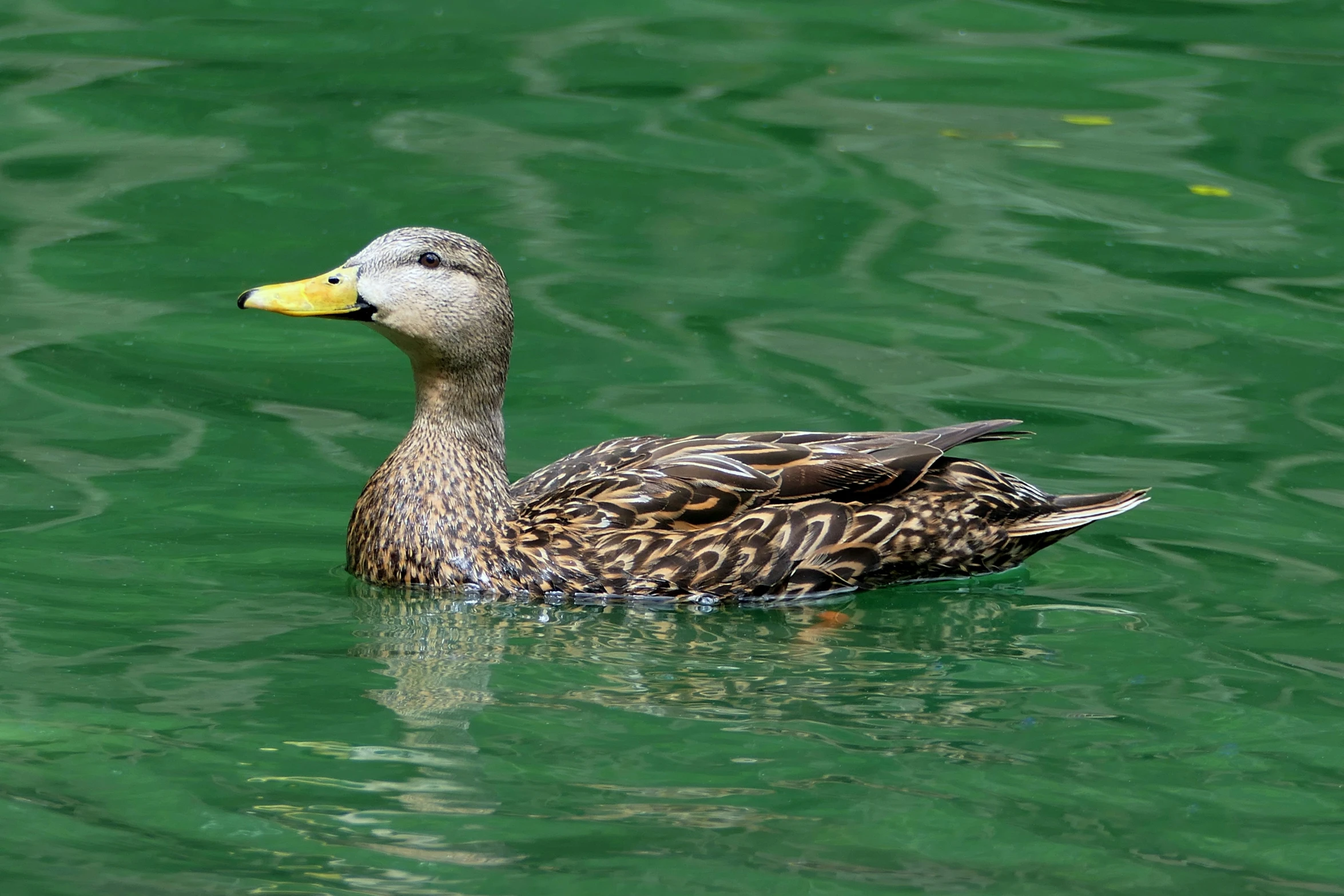 a duck swimming in some green water
