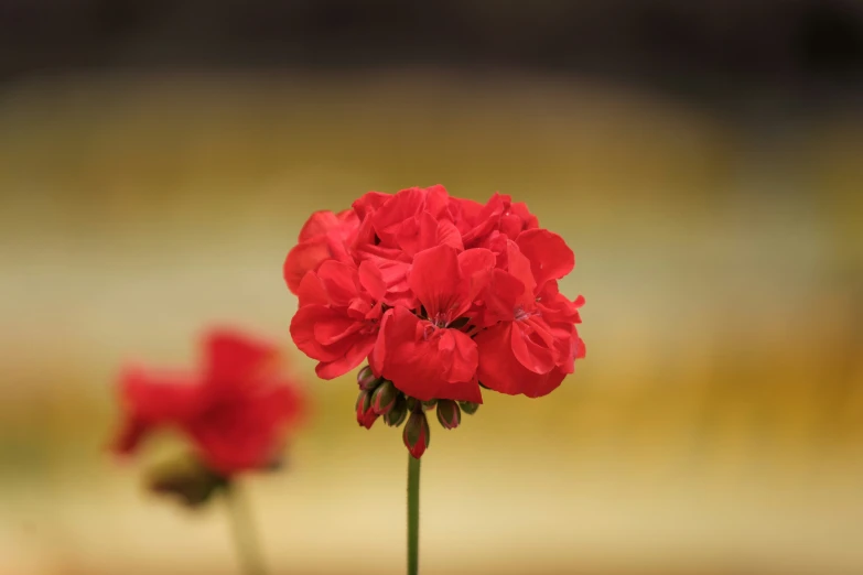 a couple of red flowers sitting on top of a leaf