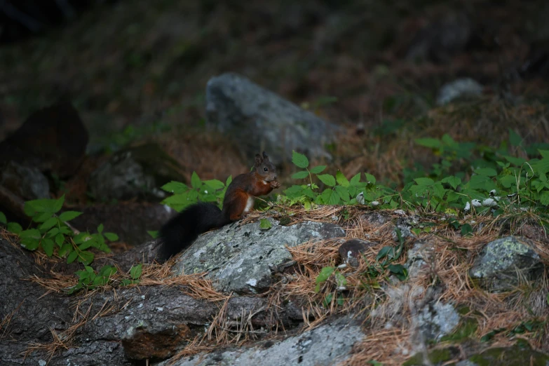 a squirrel sitting on top of a pile of rocks