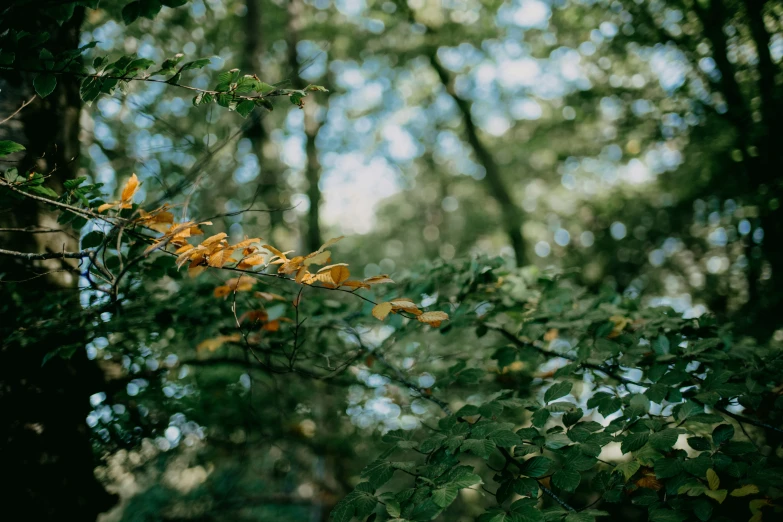 leaves are shown growing on the nches of trees