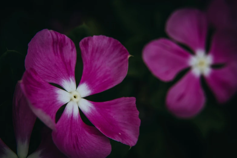 bright pink flowers are pictured in a close up picture