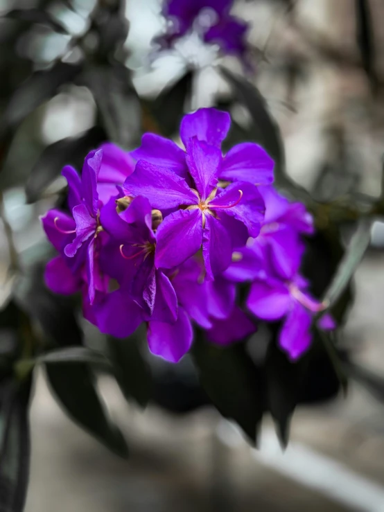 purple flowers are in bloom on the tree