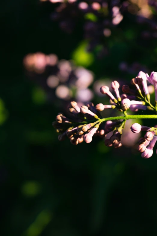 purple flowers with green stems are blooming in the sun