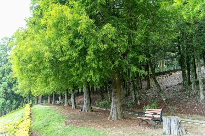 a bench between two trees on a hill