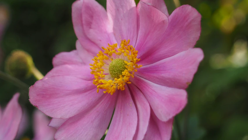 a close up of a flower that is very pretty