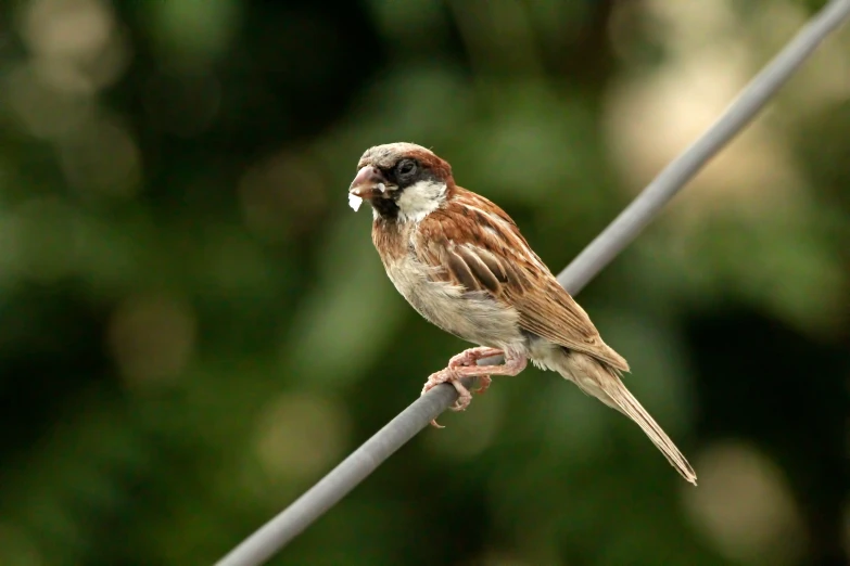a small brown bird perched on top of a wire