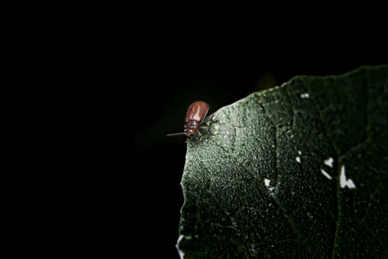 a red insect sitting on top of a green leaf