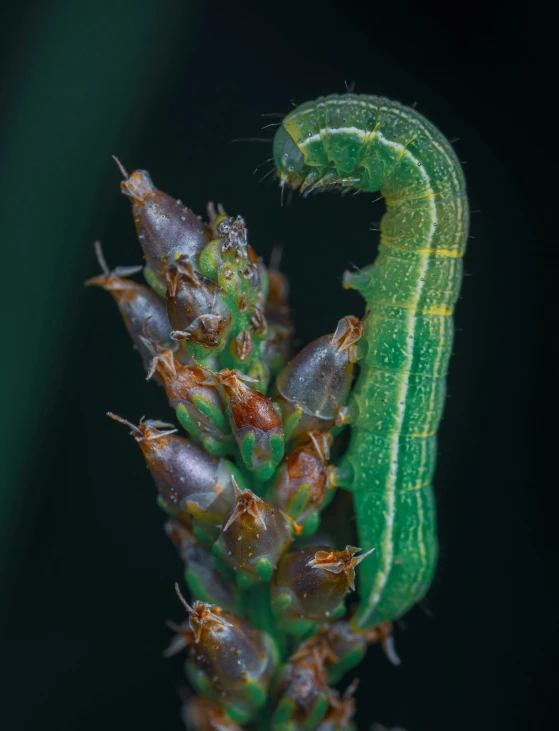 the insect is on a green leaf