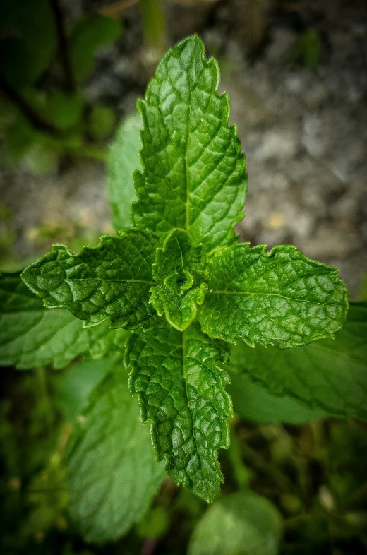 a green leaf with water droplets on it