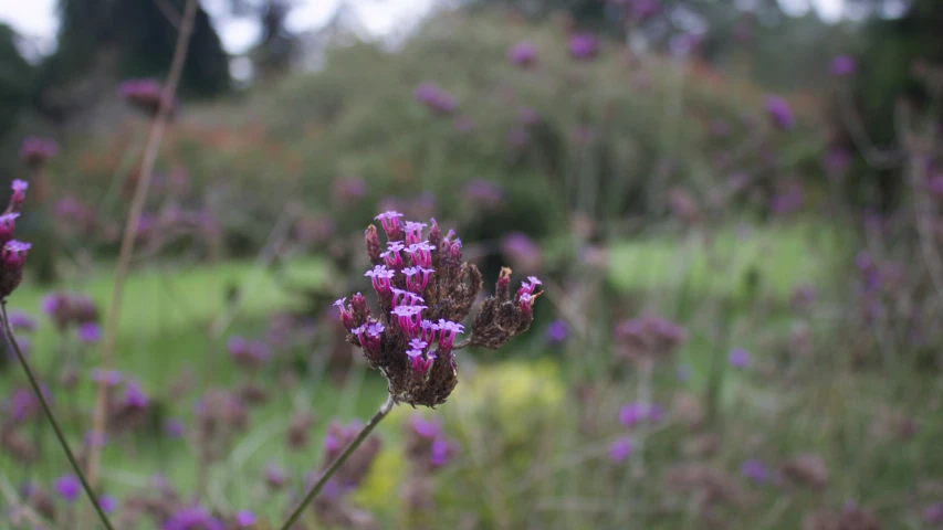 purple flowers growing in the grass outside