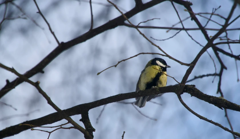 a bird sits on a nch with a grey sky in the background