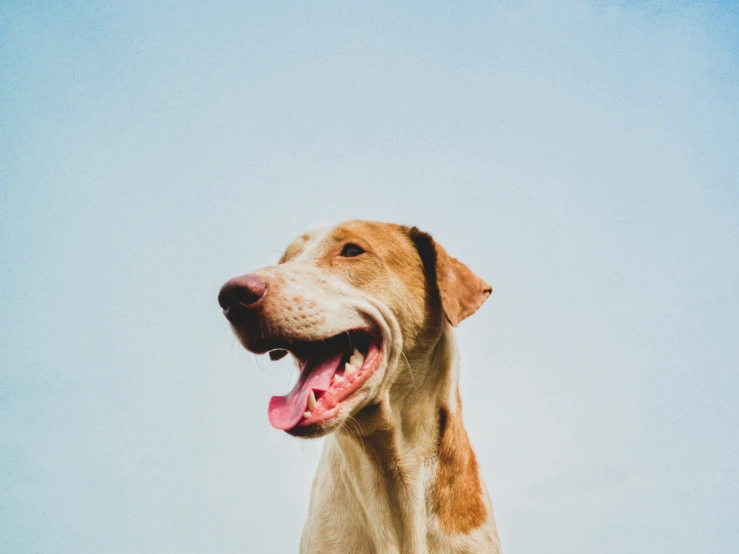 an orange and brown dog smiling in the sky