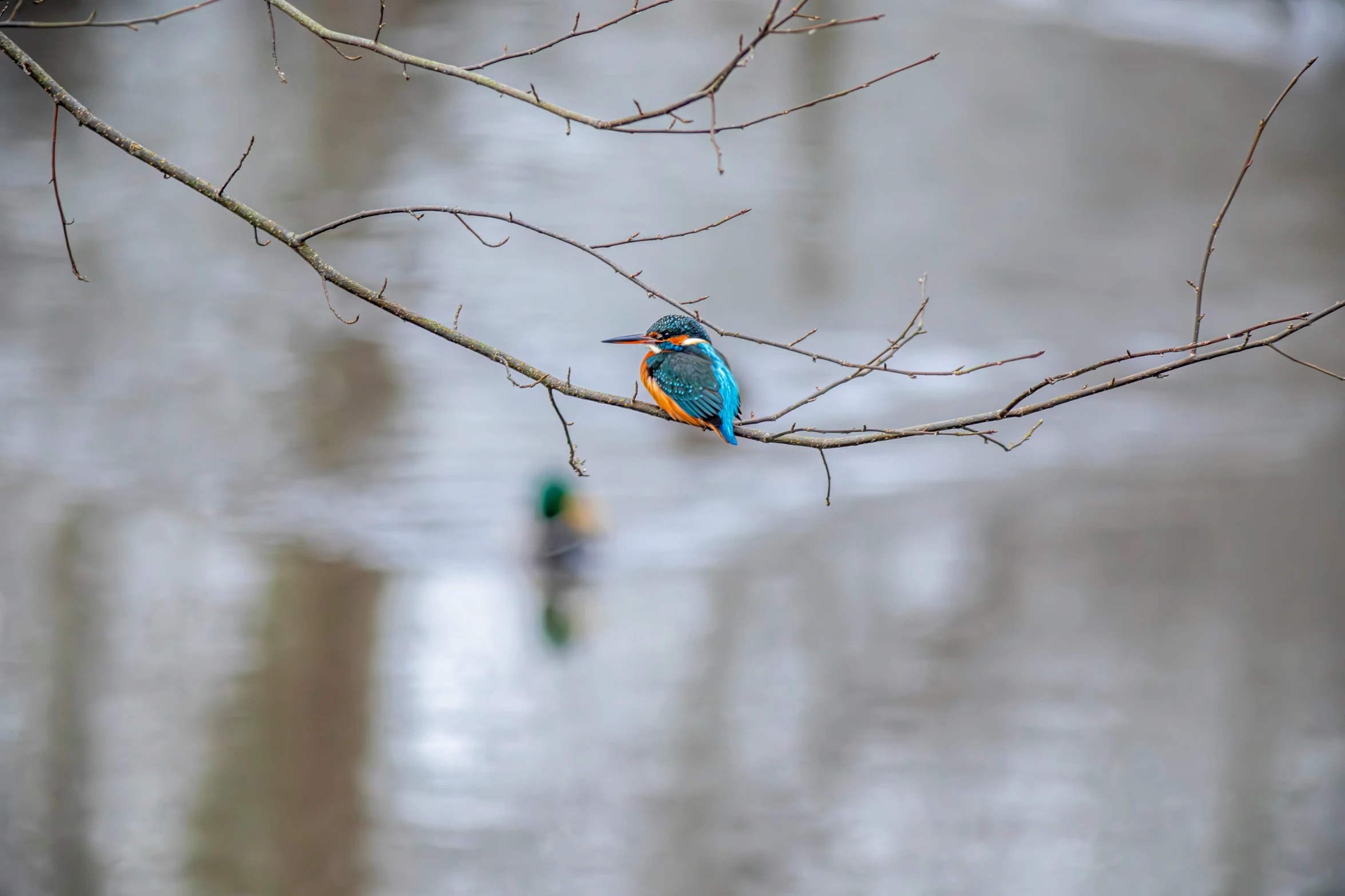 a small bird perched on a bare nch