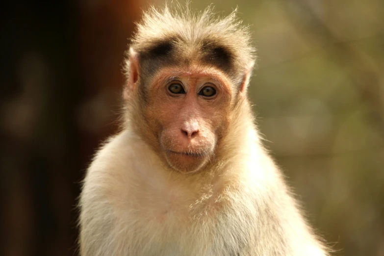 an adorable monkey with short blonde hair looks at the camera