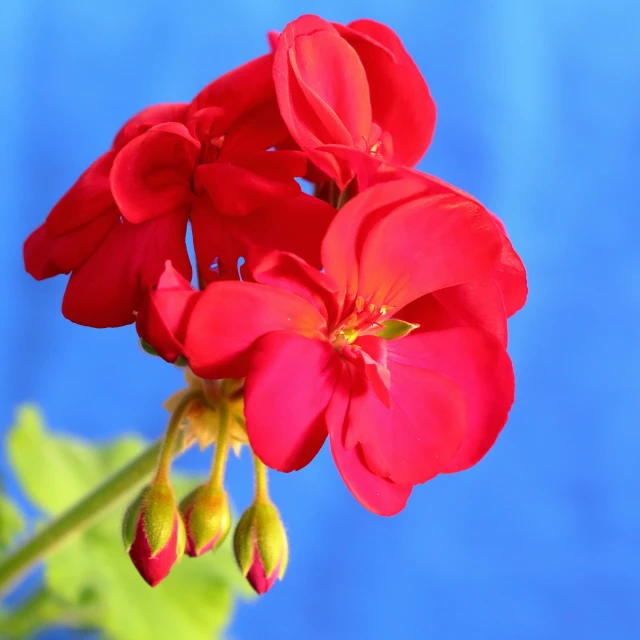 a closeup po of a red flower against a blue background