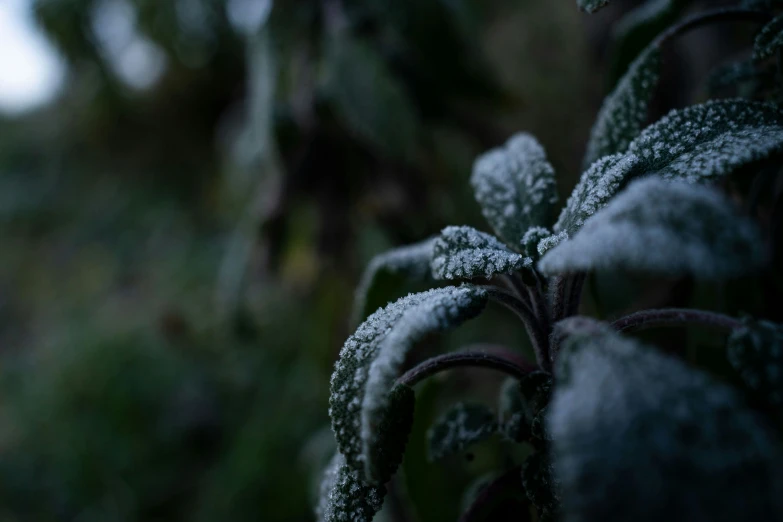 a close up of a plant with snow on the leaves