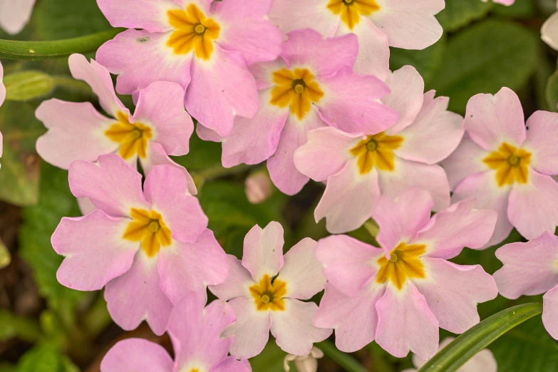 some pretty flowers sitting together on top of a plant