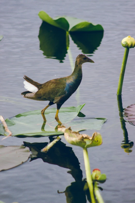 a bird that is standing on some lily pad in the water
