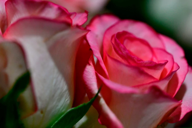 some flowers that are pink in color