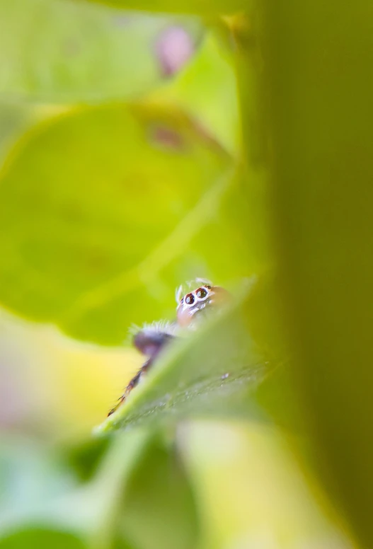 a fly is sitting on top of a leaf