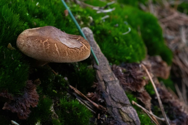 a brown mushroom is shown on a mossy surface