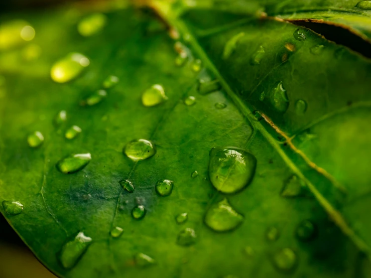 water droplets are covering the green leaves of this plant