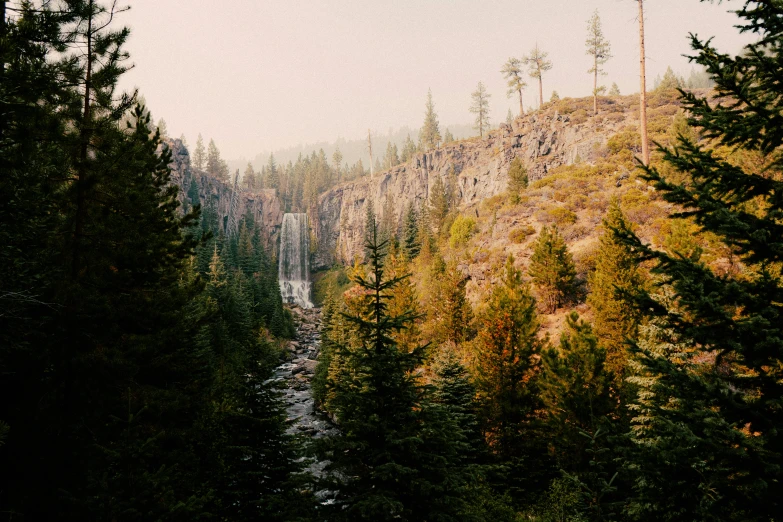 a view down the forest of trees on a steep hill