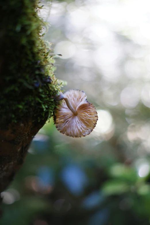 a mushrooms head on the tree in the forest