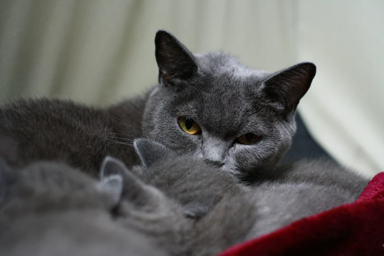 two gray cats cuddle with each other