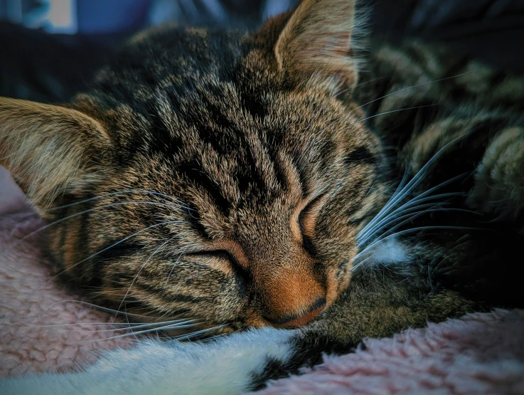 a cat laying down on a pink blanket