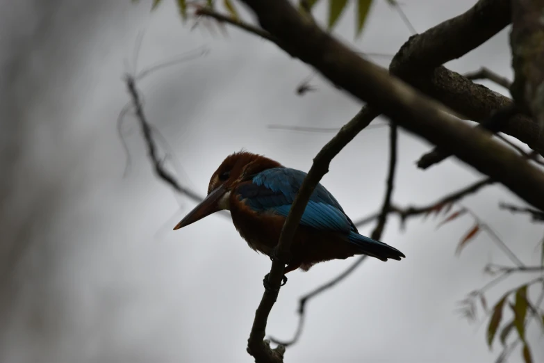 blue bird sitting on top of a tree nch